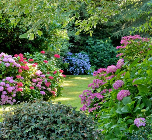 Fototapeta Naklejka Na Ścianę i Meble -  Beautiful garden with hydrangeas in Brittany