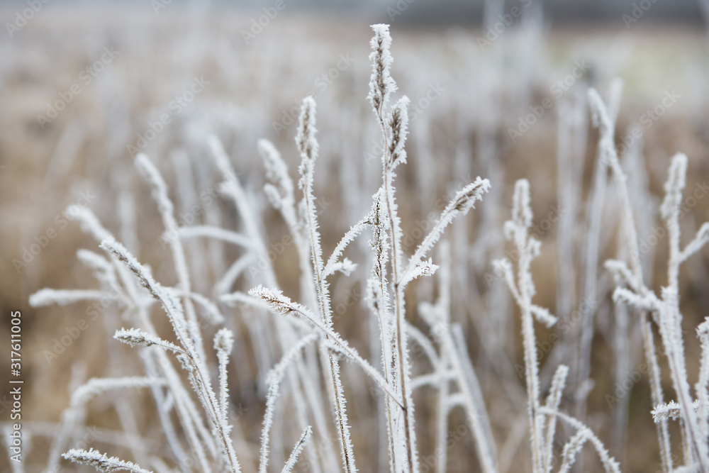 Fototapeta premium Branches of grass covered with ice and snow in a foggy morning forest