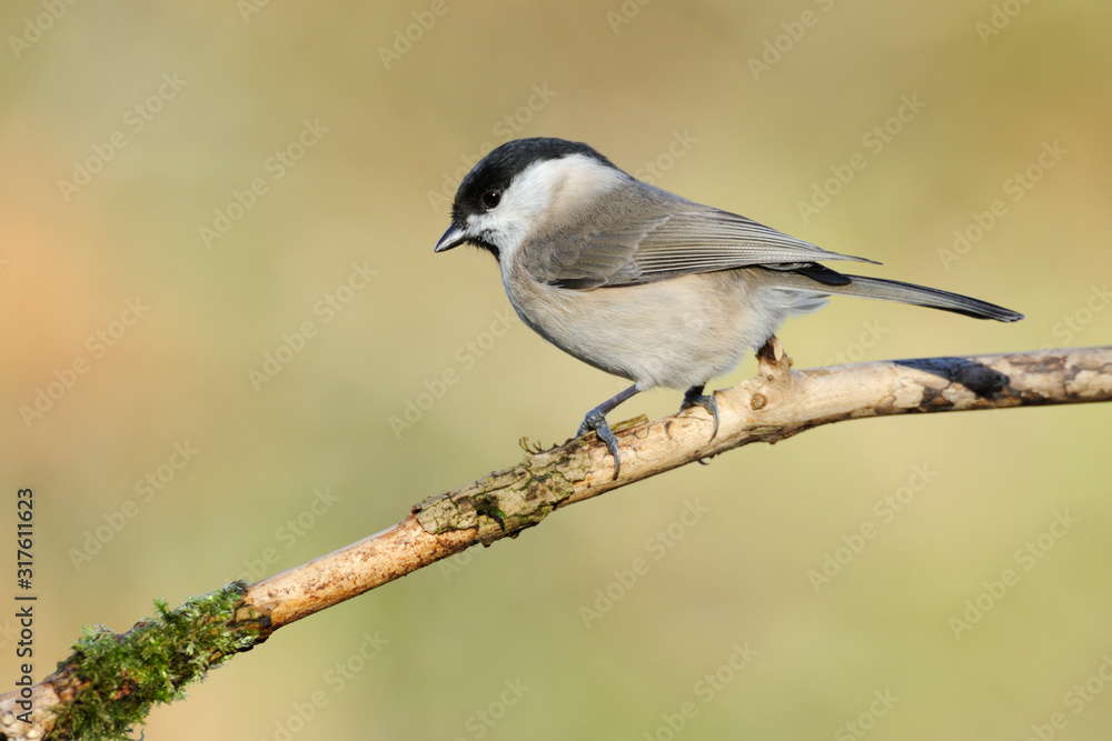 Obraz premium Weidenmeise Parus montanus