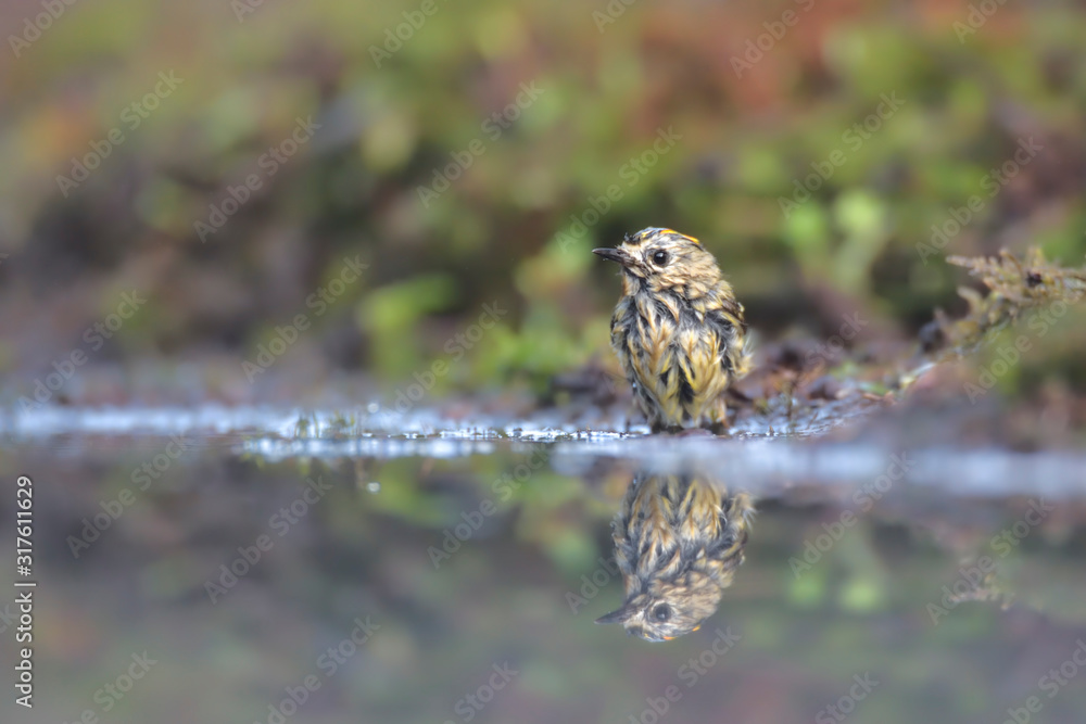 Obraz premium Wintergoldhähnchen Regulus regulus