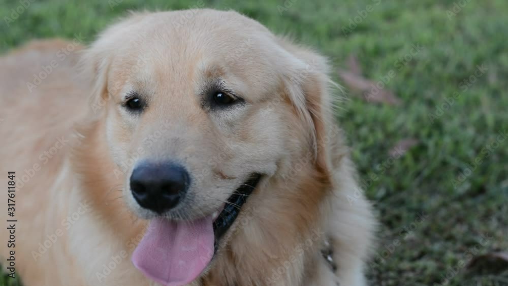 Close-up portrait of face Golden Retriever Close-up portrait of face Golden Retriever
