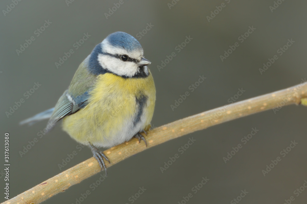 Obraz premium Blaumeise Parus caeruleus