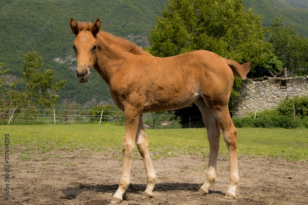 Fototapeta premium Puledro arabo sauro