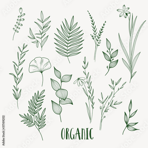 Fotografia, Obraz Plant nature hand drawn set. Collection botanical element.