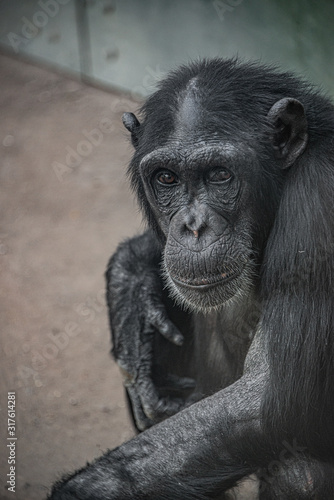 Portrait of cute curious wondered adult Chimpanzee