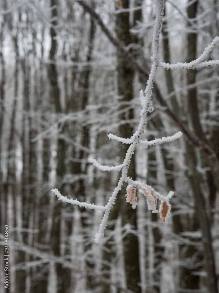 fairytale image in a frozen forest fairytale image in a frozen forest