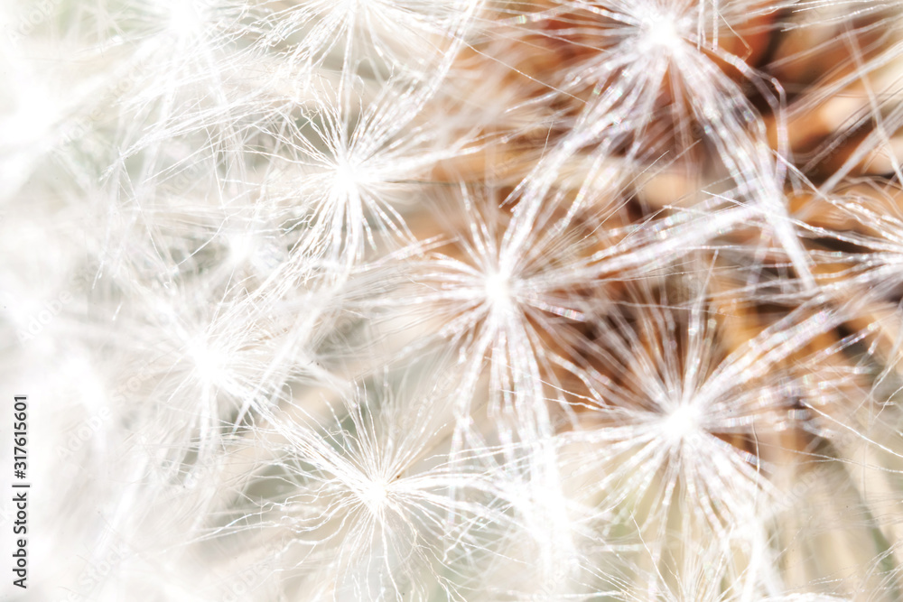 Dandelion seeds blowing in wind in summer field background