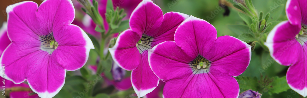 Fototapeta premium Horizontal banner of Bright fuchsia and white petunias with a green background