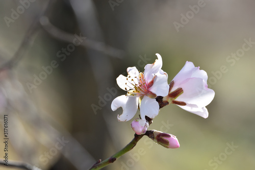 First buds with white and pink flowers in the almond trees of Andalucia  Spain 