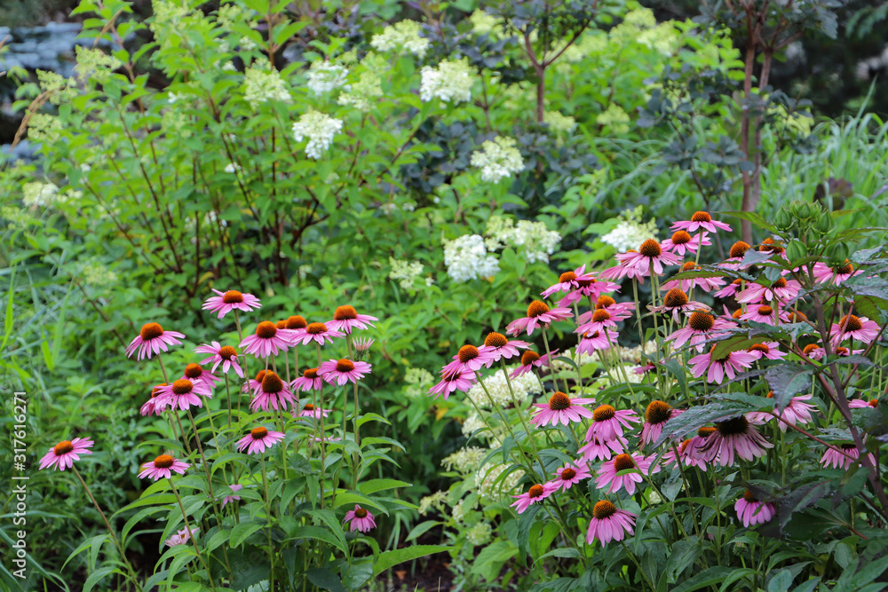 Gardenscape incorporating pink echinacea, vanilla strawberry panicle hydrangea and dark purple smokebush