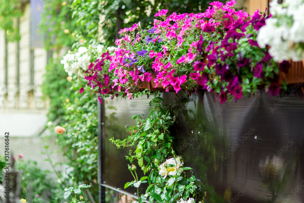 hanging flowerpots with petunia blossoms on the balcony, close up bloom background.