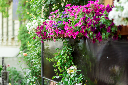 Fototapeta Naklejka Na Ścianę i Meble -  hanging flowerpots with petunia blossoms on the balcony, close up bloom background.