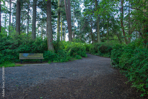 path in forest photo