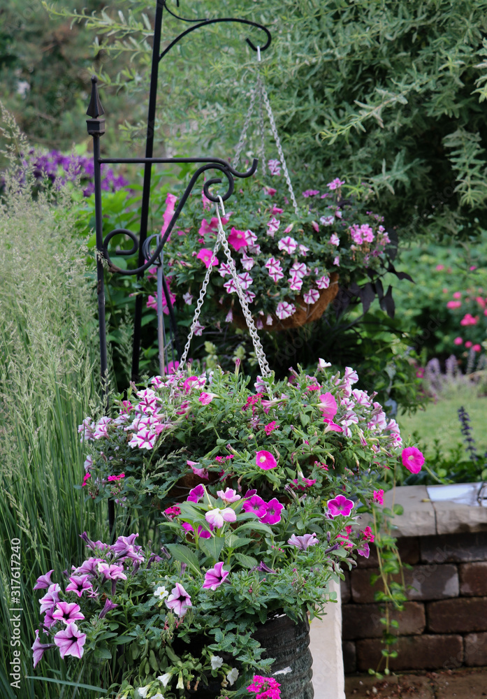pink and white petunias in hanging baskets