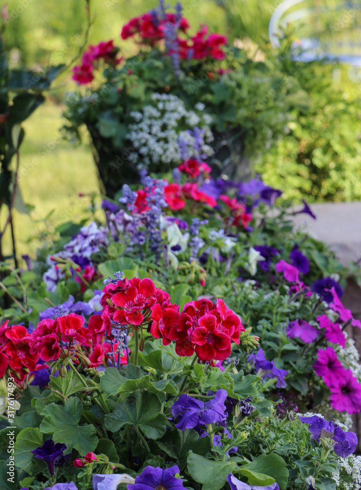Cherry red geraniums in a garden container are the focal point of this Midwest Garden.