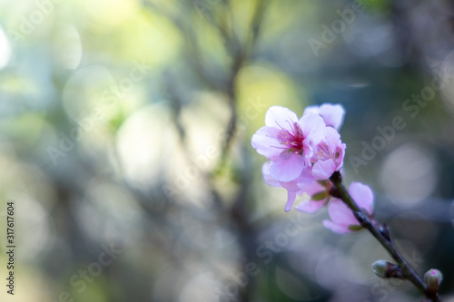 Sakura flowers blooming blossom in Chiang Mai, Thailand