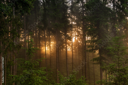 fog at sunset in the forest