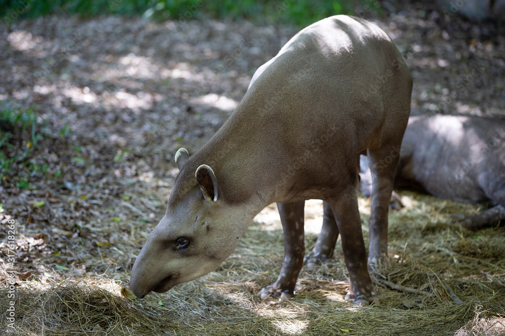 Fototapeta premium Tapirus terrestris in zoo