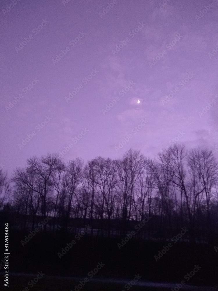 Obraz premium tree in fog