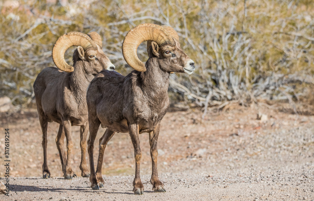 Endangered desert bighorn sheep Endangered desert bighorn sheep