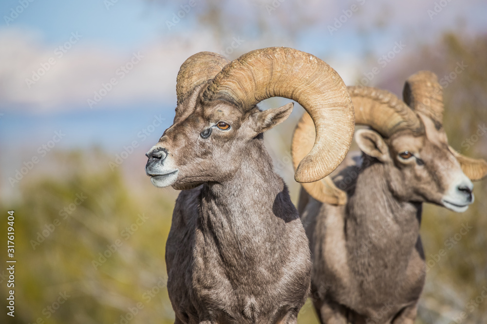 Endangered desert bighorn sheep Endangered desert bighorn sheep