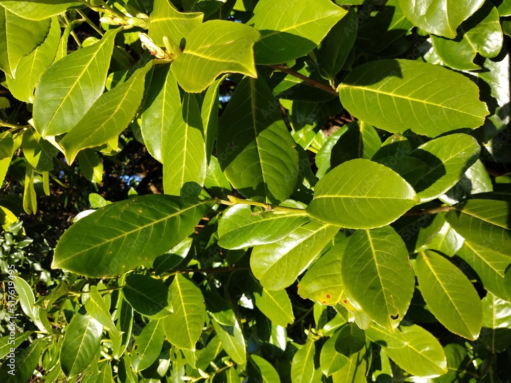 Obraz premium green leaves on background