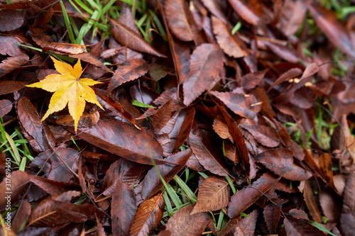 yellpw maple leaf fall on dry leaf ground in autumn season of fukushima