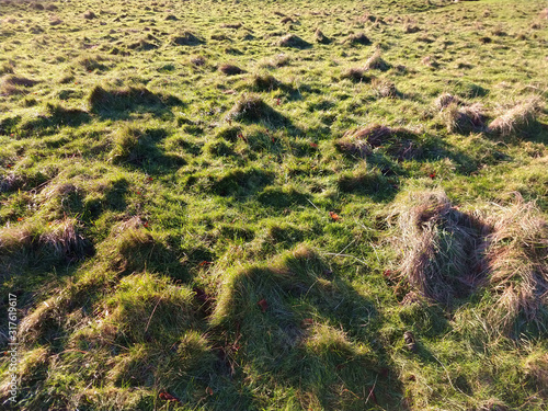 Photography lumpy grass texture green and brown