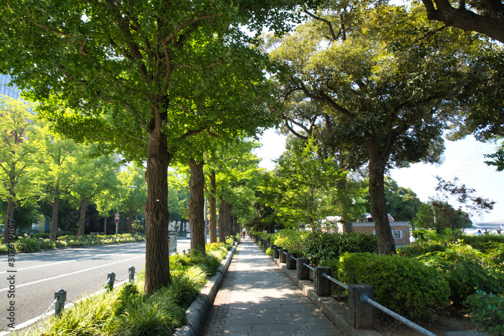 真夏の公園の歩道.
