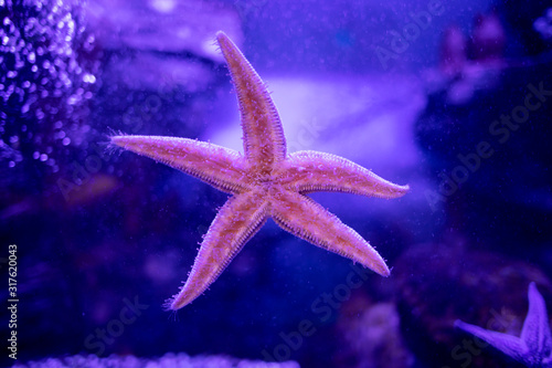 Amur starfish on the glass of the aquarium. Asterias amurensis moves the ambulacral legs.