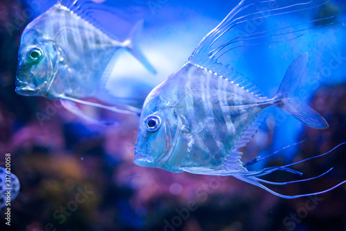 Indian threadfish fishes swim underwater. photo