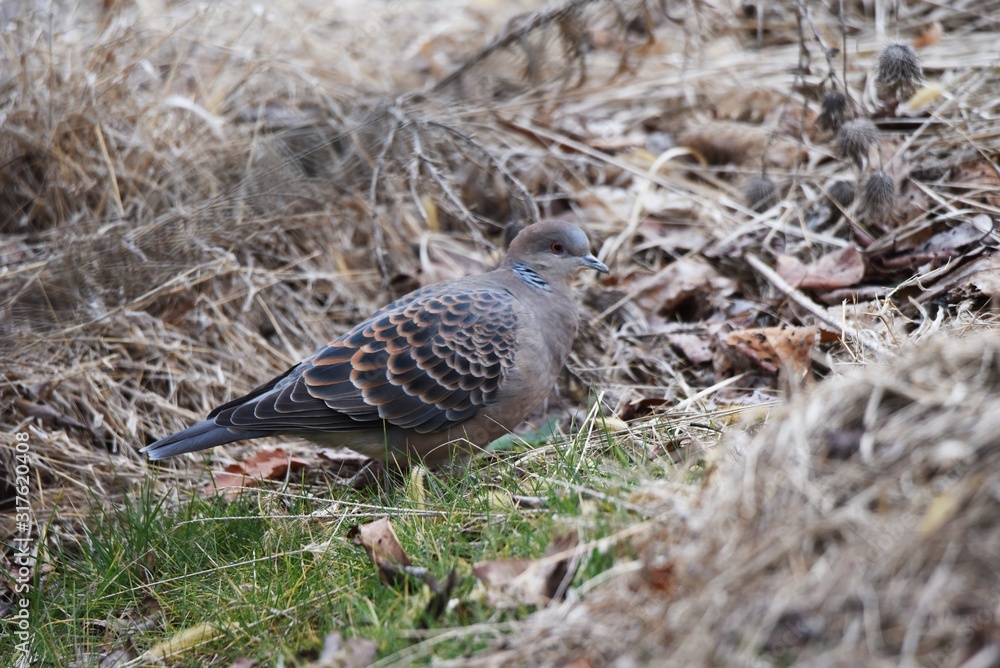 The Eastern turtle dove is characterized by scales on its wings and horizontal stripes on its neck. The Eastern turtle dove is characterized by scales on its wings and horizontal stripes on its neck.