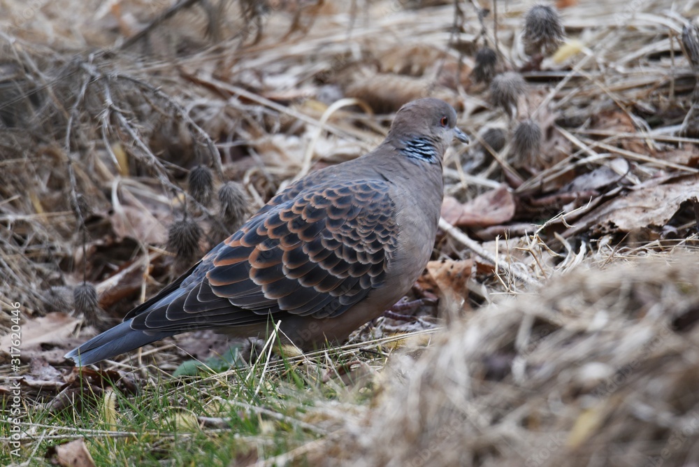 The Eastern turtle dove is characterized by scales on its wings and horizontal stripes on its neck. The Eastern turtle dove is characterized by scales on its wings and horizontal stripes on its neck.