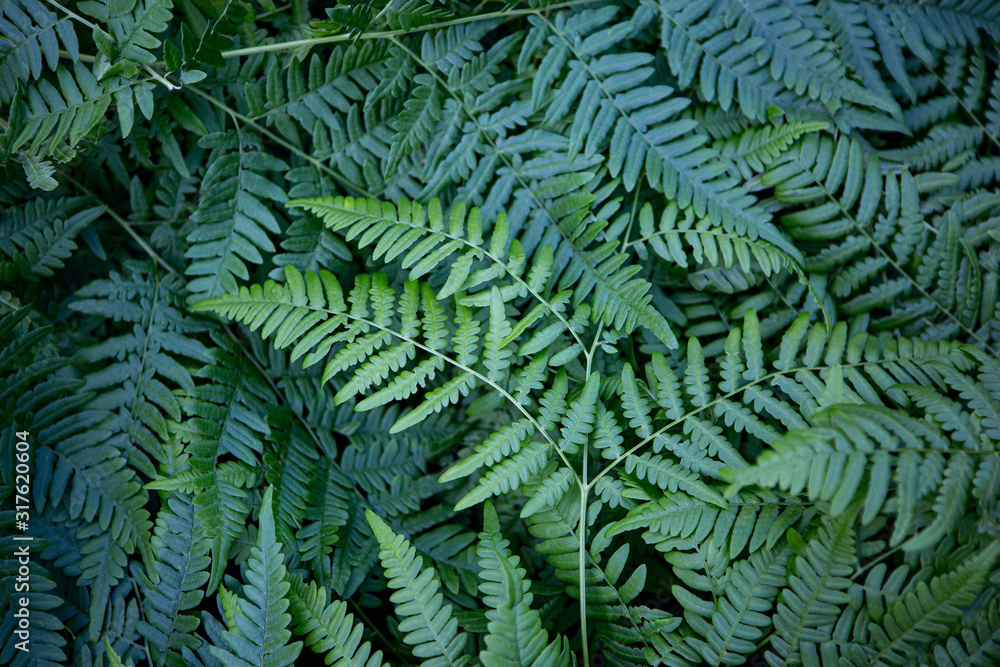 Background of many broken branches of wild green ferns. Texture of green fern leaves. Soft and selective focus.