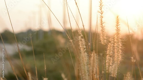 Desho grass with sunlight desho grass, desho (Pennisetum pedicellatum) footage photo