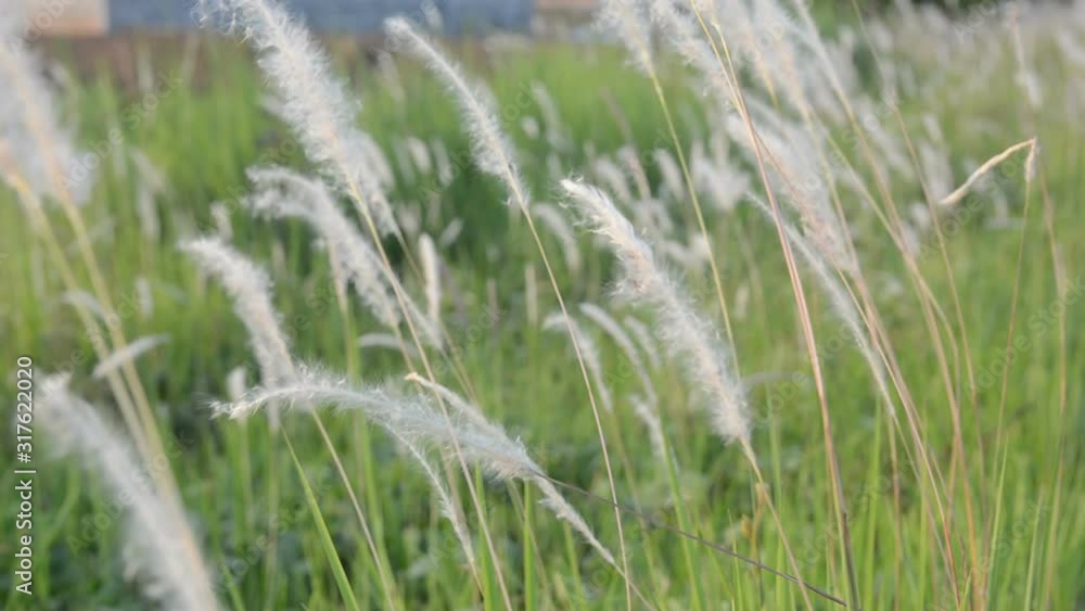 Fountain grass with sunlight desho grass, desho (Pennisetum pedicellatum) footage Fountain grass with sunlight desho grass, desho (Pennisetum pedicellatum) footage