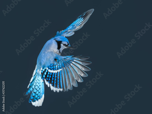 Photography Blue Jay in Flight in Winter
