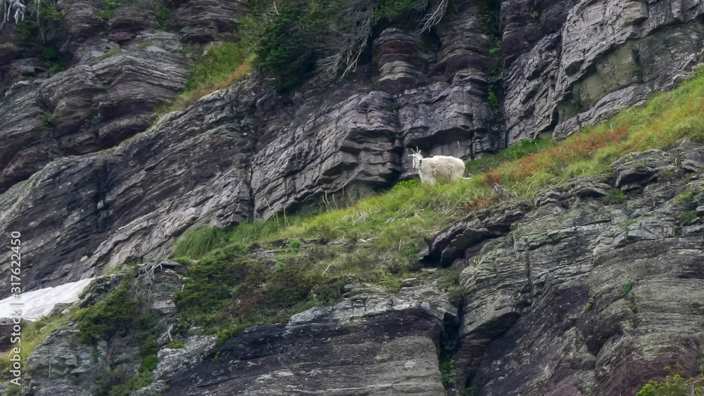 mountain goat above a cliff near grinnell glacier looking around
