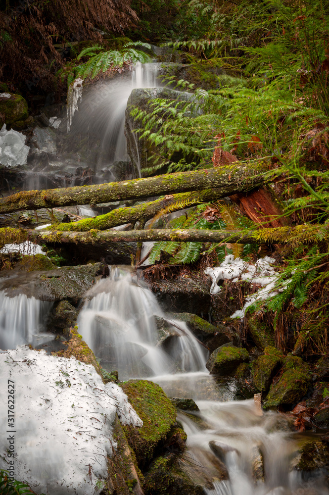 Obraz premium Rainforest Creek in the Winter. Water cascading down the side of a mountain in a rain forest environment. A long exposure makes the water appear silky and adds to the motion effect. 