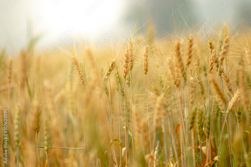 Wheat crop field. Ears of golden wheat close up. Ripening ears of wheat field background. Rich harvest Concept. Wheat crop field. Ears of golden wheat close up. Ripening ears of wheat field background. Rich harvest Concept.