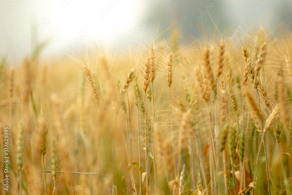 Wheat crop field. Ears of golden wheat close up. Ripening ears of wheat field background. Rich harvest Concept.