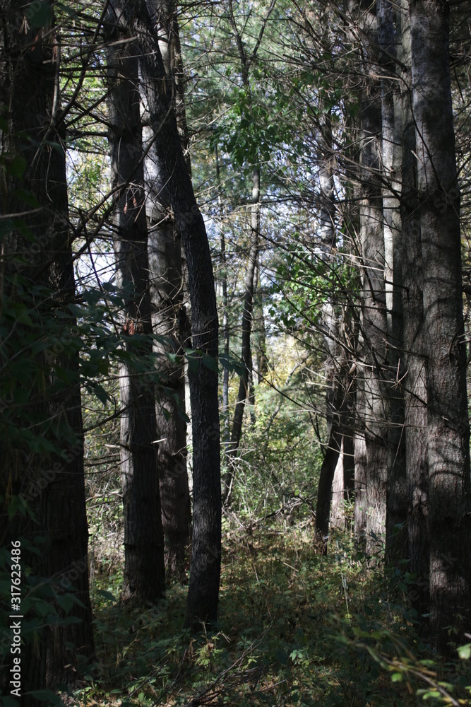 Obraz premium trees in the forest