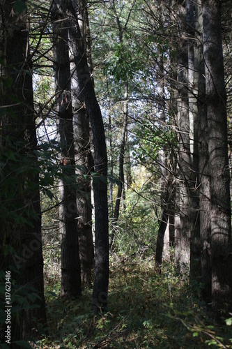 trees in the forest