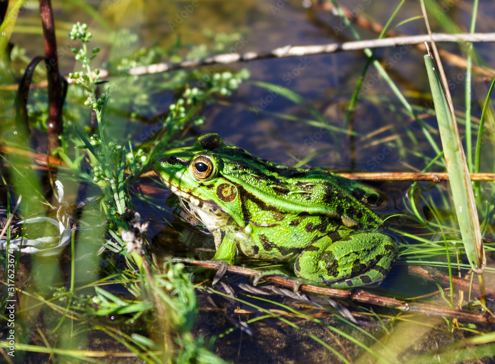 Beautiful green frog tracks prey among the grass in the pond. Beautiful green frog tracks prey among the grass in the pond.