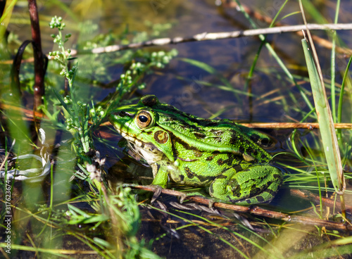 Beautiful green frog tracks prey among the grass in the pond. © IRINA