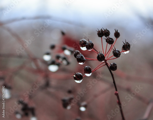 A sprig of black berries with droplets of water hanging on them in a cold autumn forest.