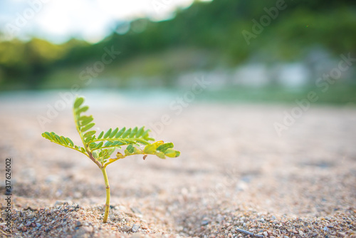 young plant growing in soil