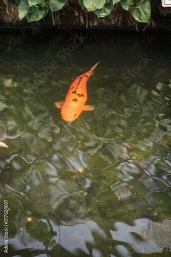 fish in the pond
