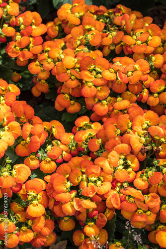 orange flowers
