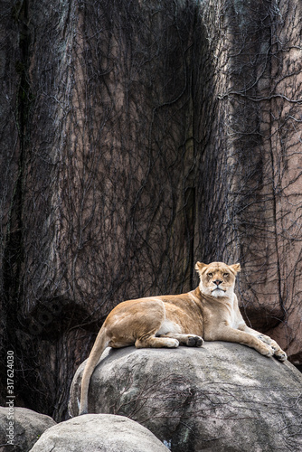lion in zoo